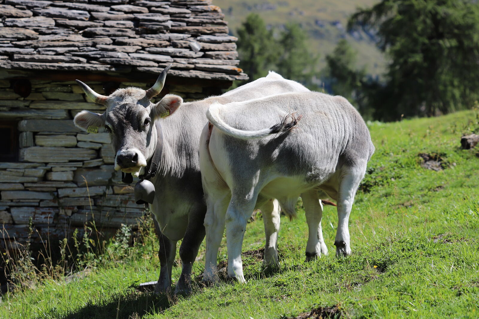 Grise rhétique Vache mère Suisse, bovins à viande issus de l’élevage — free download